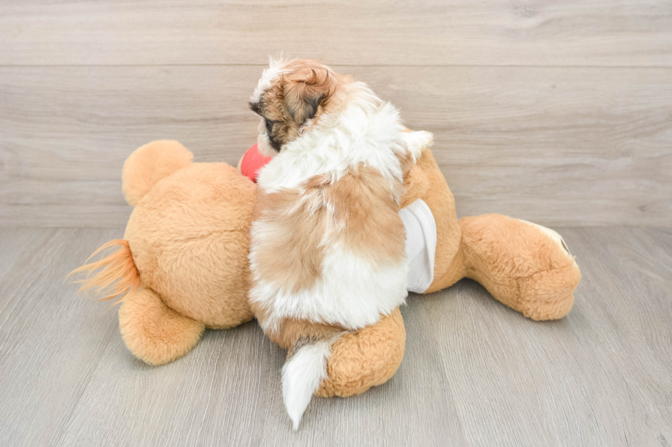 Petite Teddy Bear Designer Pup