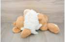 Best Teddy Bear Baby