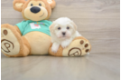 Happy Teddy Bear Baby