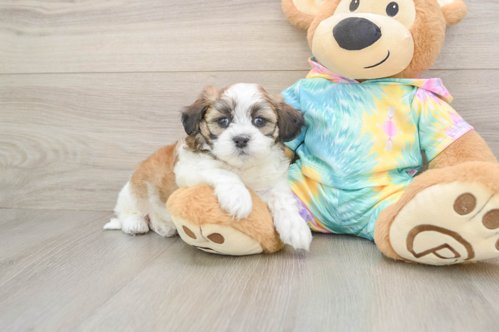Smart Teddy Bear Designer Pup