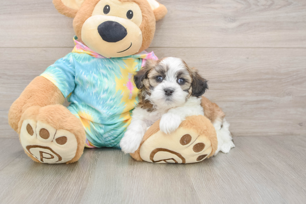 Hypoallergenic Shit Designer Puppy