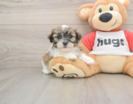 5 week old Teddy Bear Puppy For Sale - Florida Fur Babies