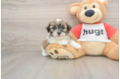 Teddy Bear Puppy for Adoption