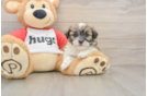 Smart Teddy Bear Designer Pup