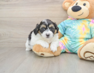 7 week old Teddy Bear Puppy For Sale - Florida Fur Babies