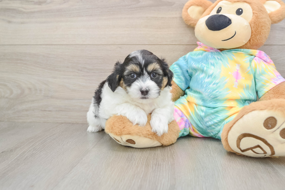 Small Teddy Bear Baby