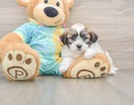 7 week old Teddy Bear Puppy For Sale - Florida Fur Babies