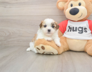5 week old Teddy Bear Puppy For Sale - Florida Fur Babies