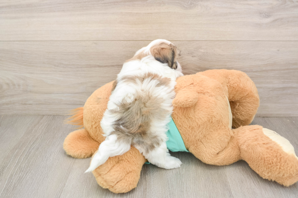 Teddy Bear Pup Being Cute