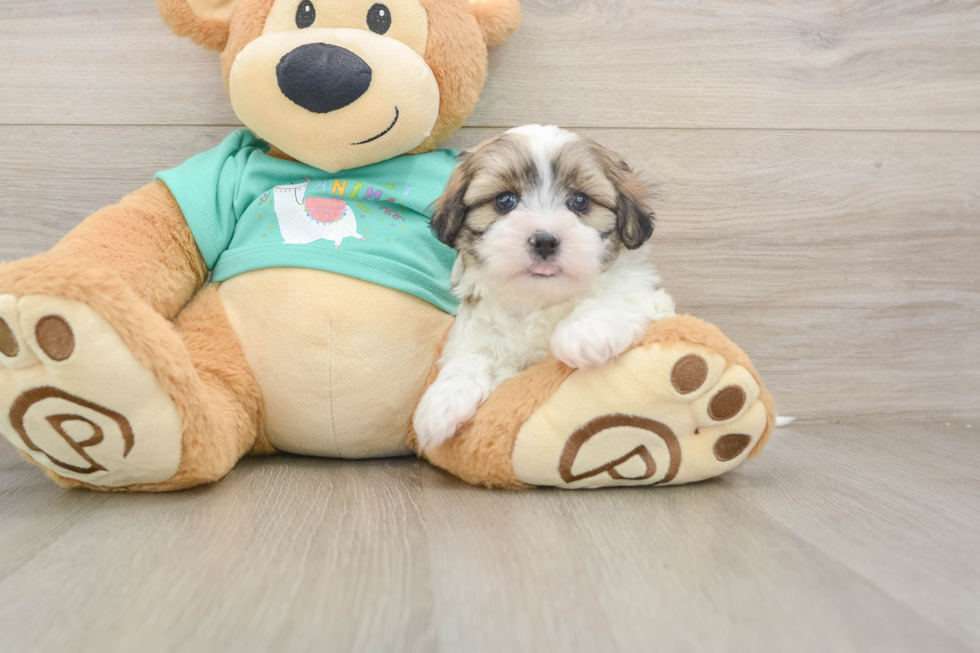 Small Teddy Bear Baby