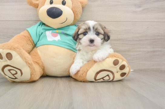 Small Teddy Bear Baby
