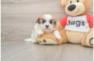 Teddy Bear Pup Being Cute
