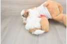 Little Shitzu Designer Puppy