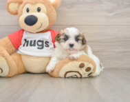 6 week old Teddy Bear Puppy For Sale - Florida Fur Babies