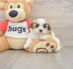 6 week old Teddy Bear Puppy For Sale - Florida Fur Babies