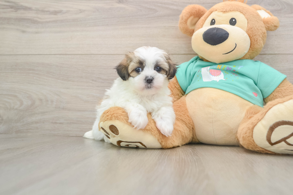 Teddy Bear Pup Being Cute
