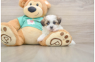 Best Teddy Bear Baby