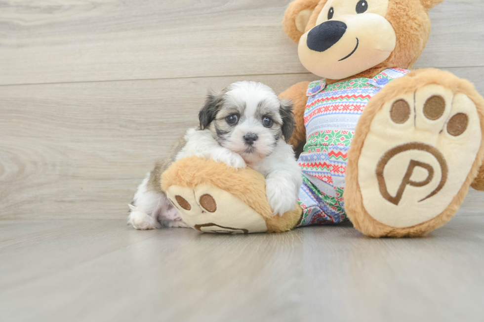 Teddy Bear Pup Being Cute