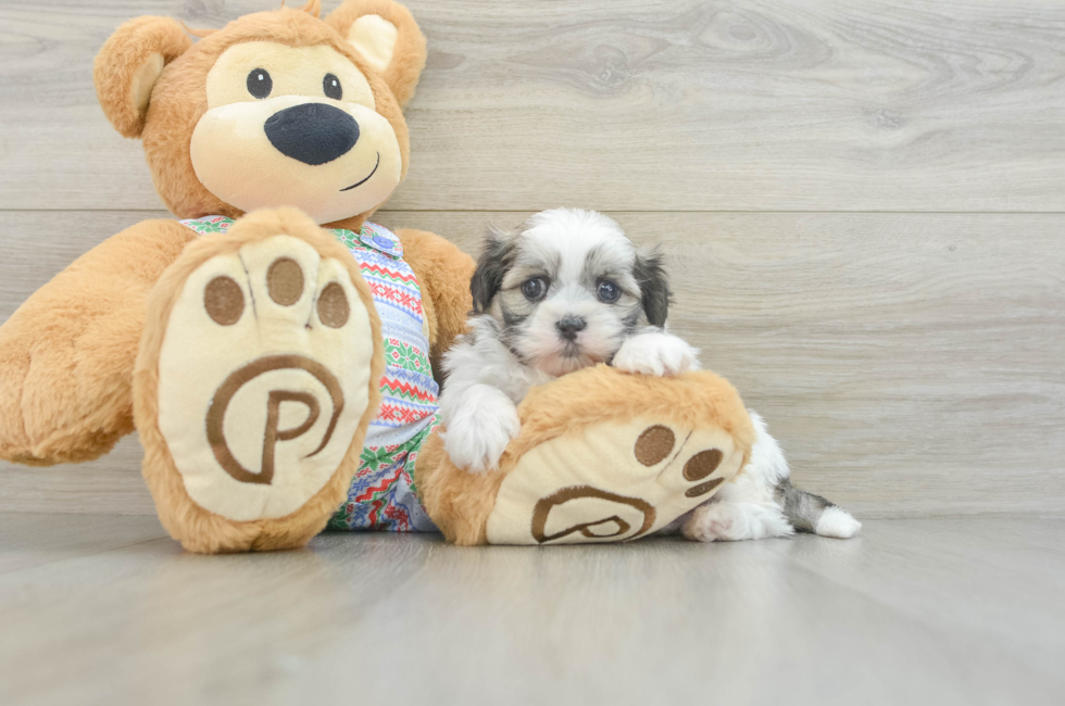 5 week old Teddy Bear Puppy For Sale - Florida Fur Babies