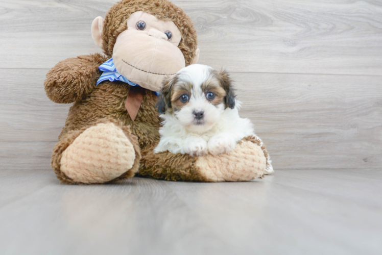 Best Teddy Bear Baby