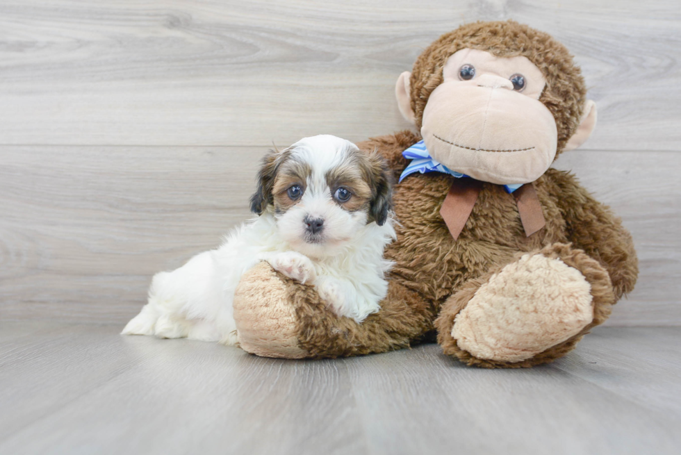 Cute Teddy Bear Designer Pup
