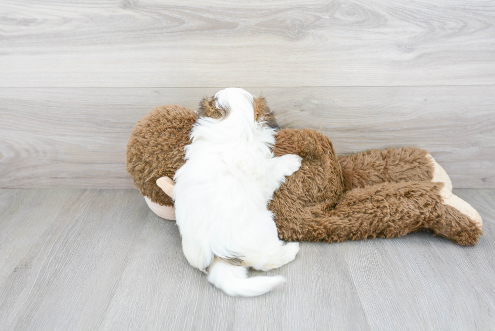Teddy Bear Puppy for Adoption