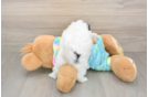 Adorable Shitzu Designer Puppy