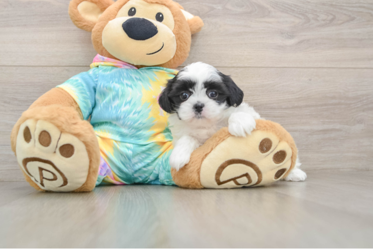 Hypoallergenic Shitzu Designer Puppy