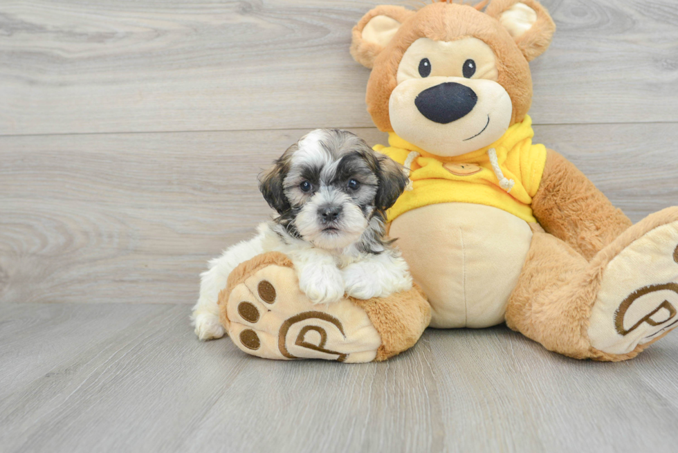 Hypoallergenic Shi Chon Designer Puppy