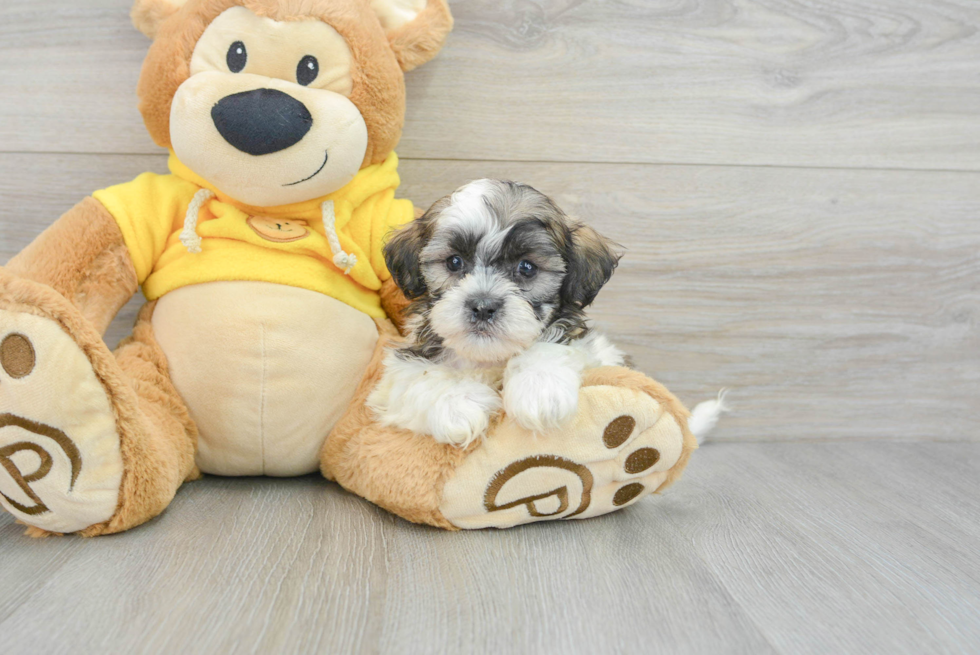 Teddy Bear Pup Being Cute