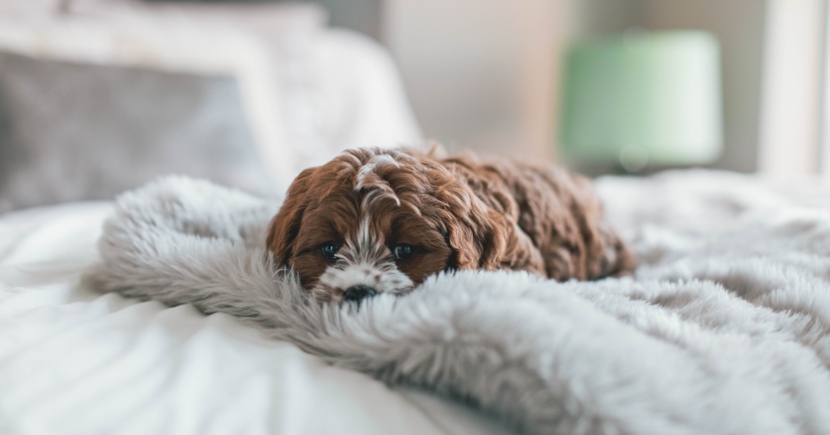 Cavapoo Puppies for Sale Florida Fur Babies