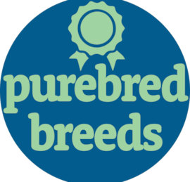 Purebred Breeds Puppies For Sale - Florida Fur Babies