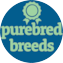 Purebred Breeds Puppy For Sale - Florida Fur Babies