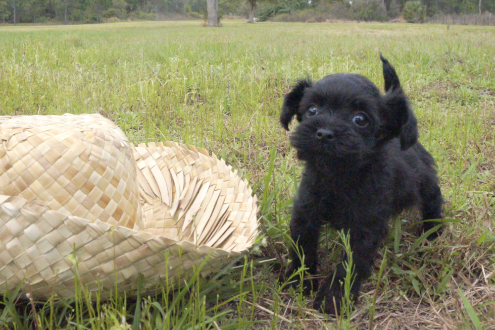 Cute Yorkie Designer Puppy