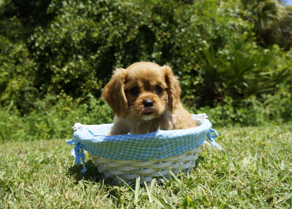 King Charles Spaniel Puppy for Adoption