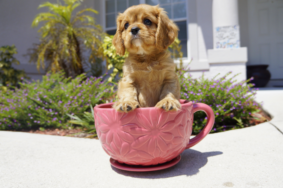 Cute King Charles Spaniel Mix Pup