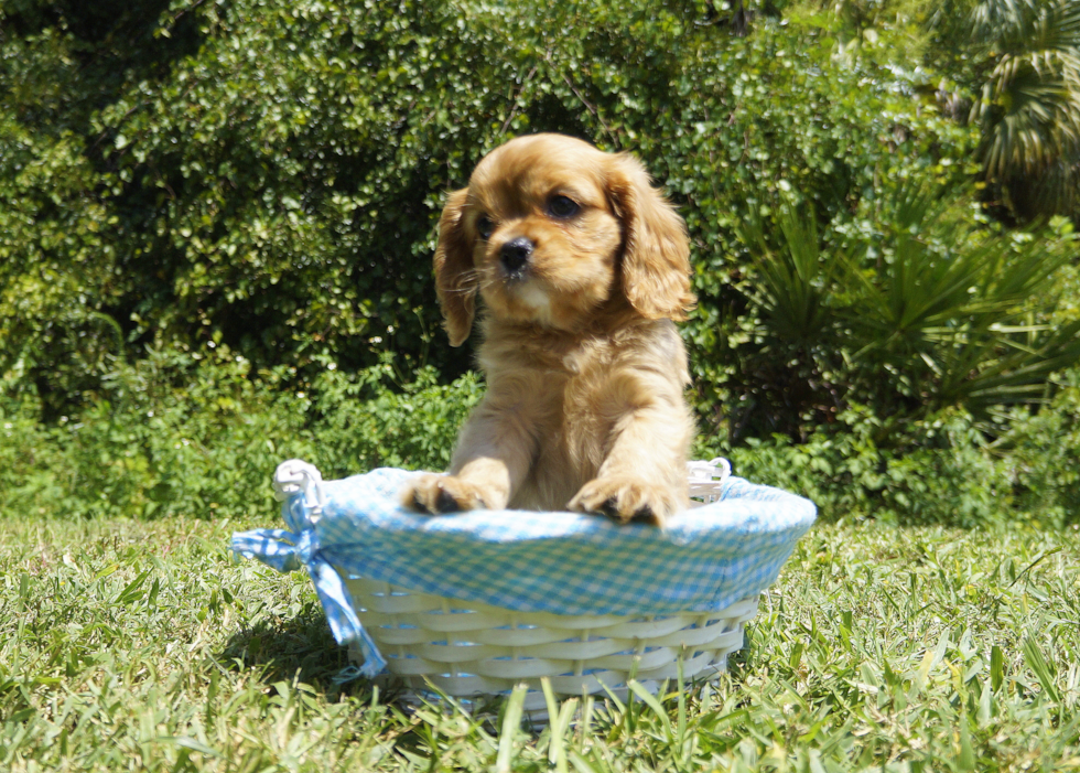 King Charles Spaniel Puppy for Adoption