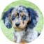 Mini Doxiedoodle Puppy For Sale - Florida Fur Babies Mini Doxiedoodle Puppy For Sale - Florida Fur Babies
