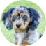 Mini Doxiedoodle Puppies For Sale - Florida Fur Babies Mini Doxiedoodle Puppies For Sale - Florida Fur Babies