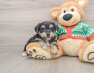 5 week old Yorkie Chon Puppy For Sale - Florida Fur Babies