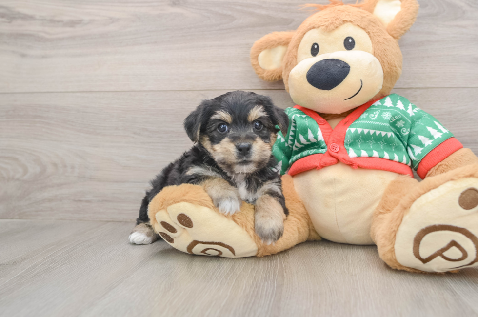 5 week old Yorkie Chon Puppy For Sale - Florida Fur Babies