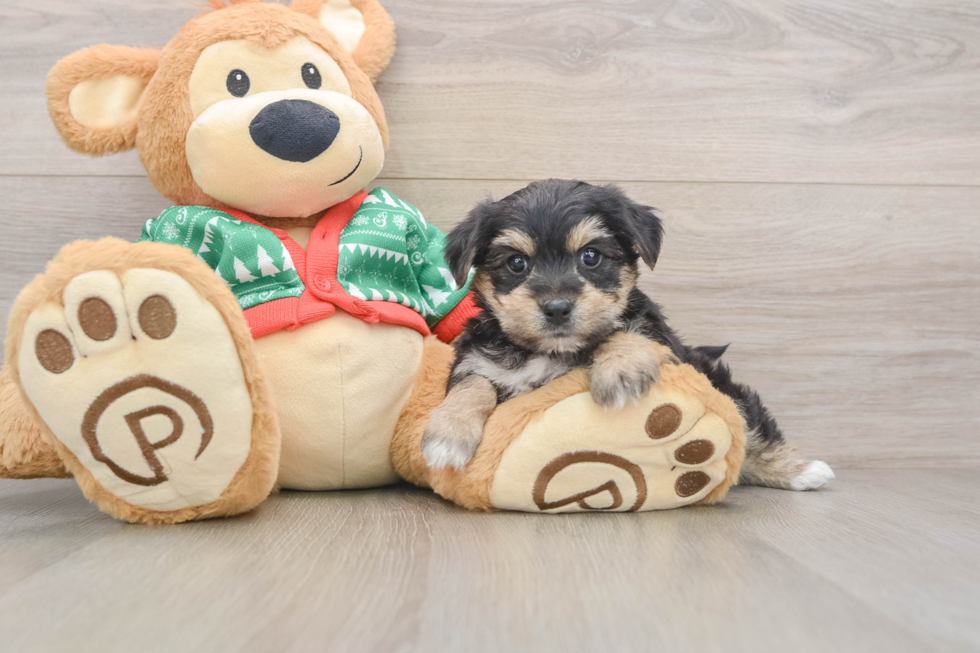 Best Yorkie Chon Baby