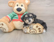 5 week old Yorkie Chon Puppy For Sale - Florida Fur Babies