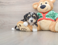 5 week old Yorkie Chon Puppy For Sale - Florida Fur Babies