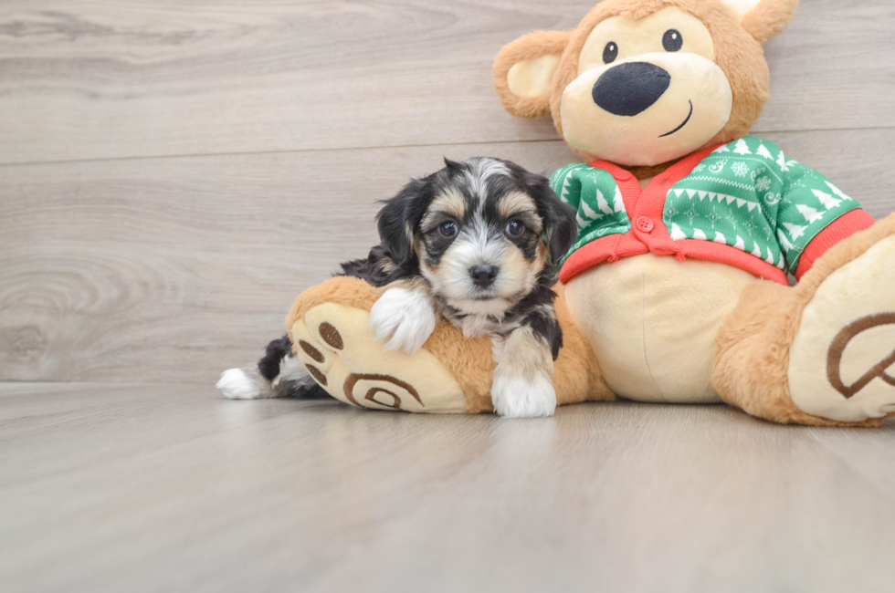 5 week old Yorkie Chon Puppy For Sale - Florida Fur Babies