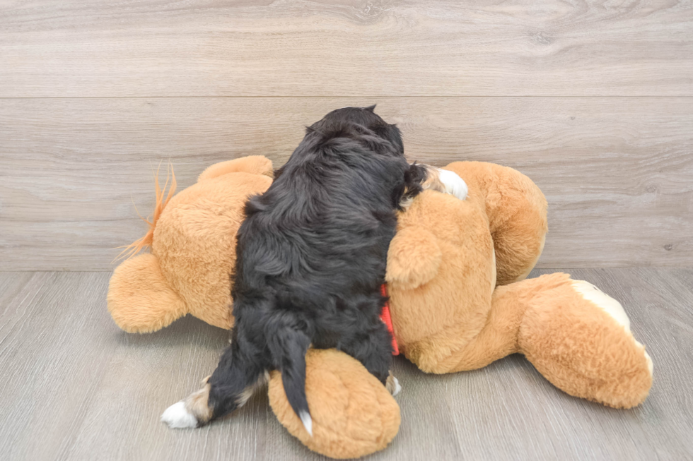 Yorkie Chon Pup Being Cute