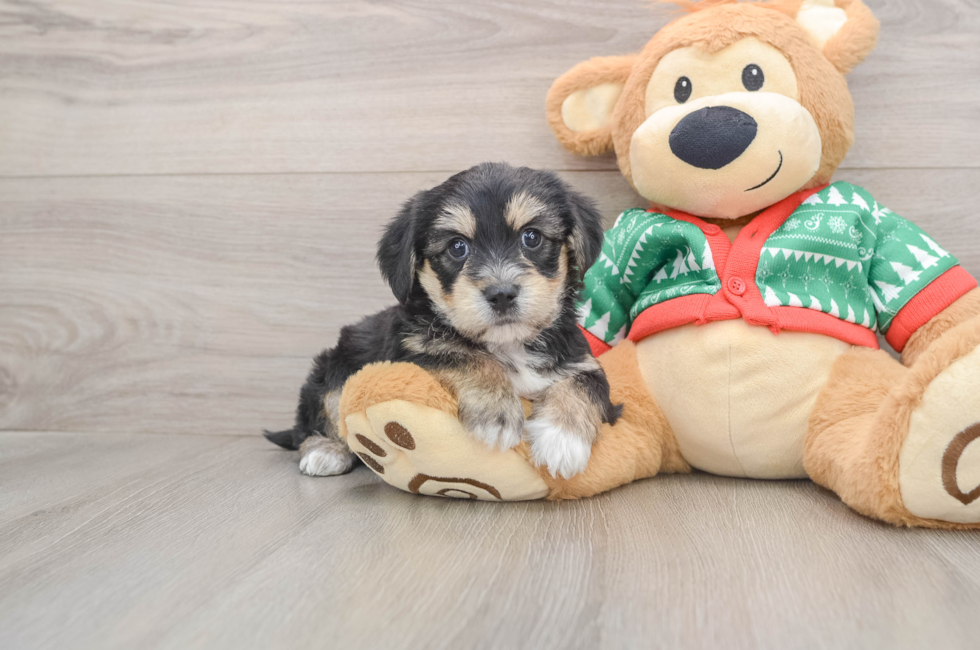 5 week old Yorkie Chon Puppy For Sale - Florida Fur Babies