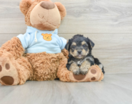 6 week old Yorkie Chon Puppy For Sale - Florida Fur Babies