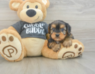 5 week old Yorkie Chon Puppy For Sale - Florida Fur Babies