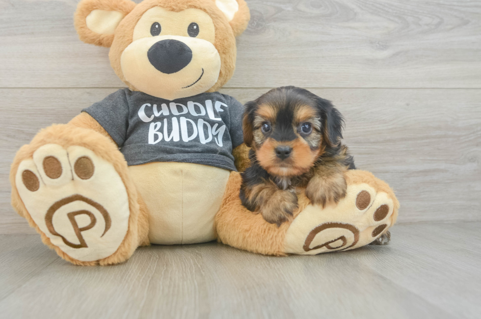 7 week old Yorkie Chon Puppy For Sale - Florida Fur Babies